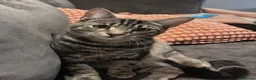 British Shorthair cats for sale: Floyd needs a loving home  in Newcastle upon Tyne - Advert 1