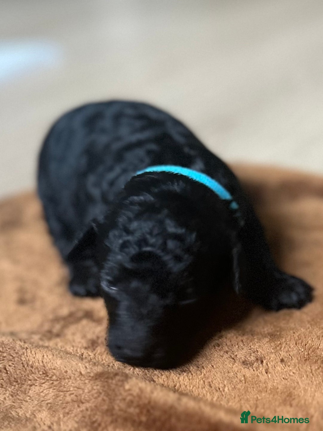 Toy Poodle dogs for sale: Red & black toy poodles  - Image 16