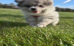 Pomsky dogs for sale: Pomeranian Merle Puppy one left  - Image 3