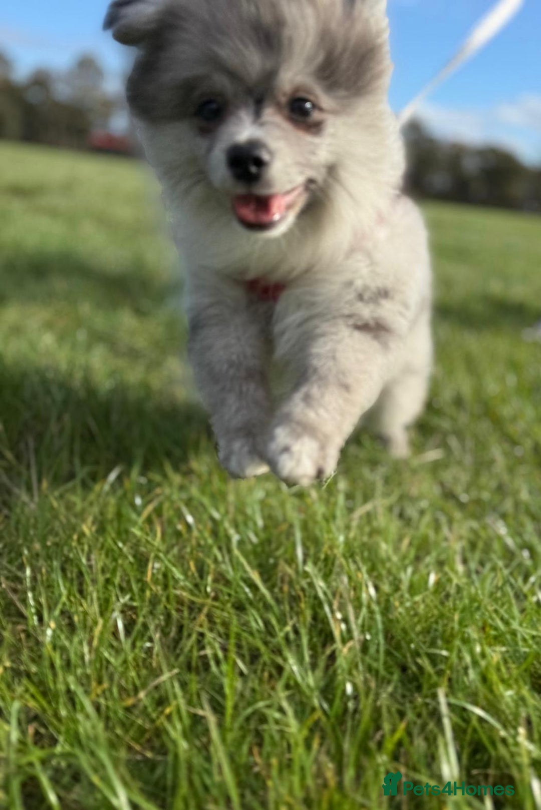 Pomsky dogs for sale: Pomeranian Merle Puppy one left  - Image 3