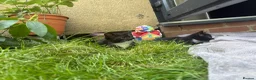 British Shorthair cats for sale: Two playful and friendly tuxedo kittens left  - Advert 9