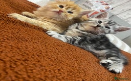 Persian cats for sale: Persian Cross Kittens  - Image 10