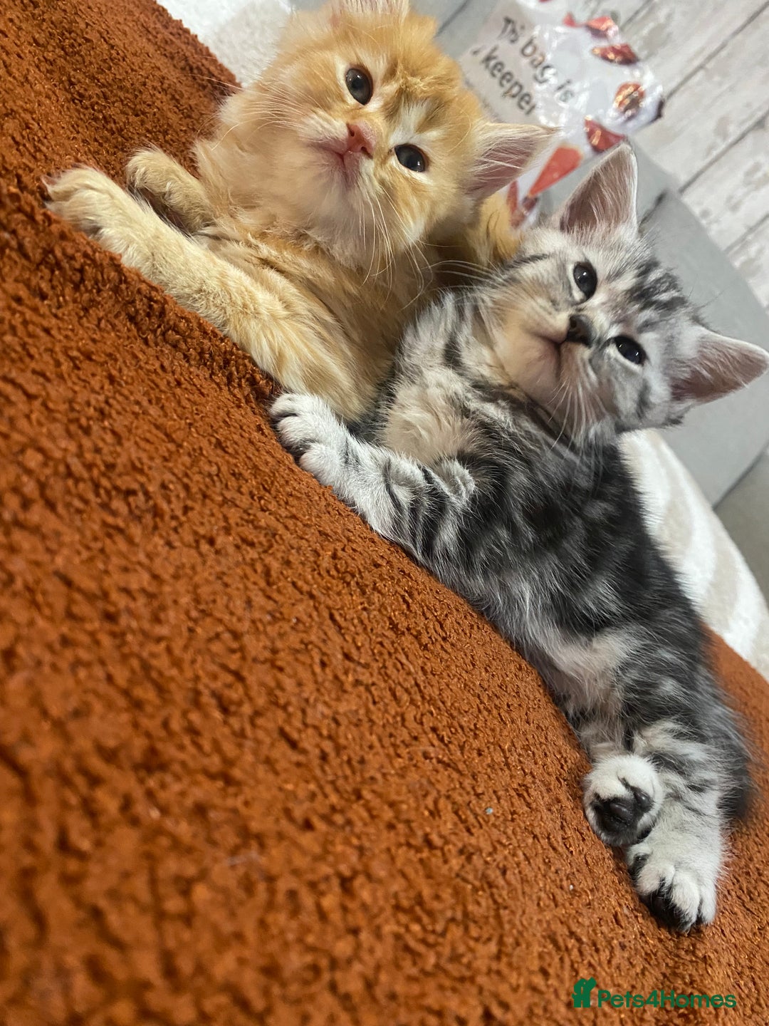 Persian cats for sale: Persian Cross Kittens  - Image 10