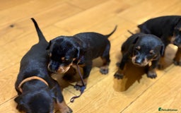 Dobermann dogs for sale: KC Registered Champion-lines Dobermans - Image 23