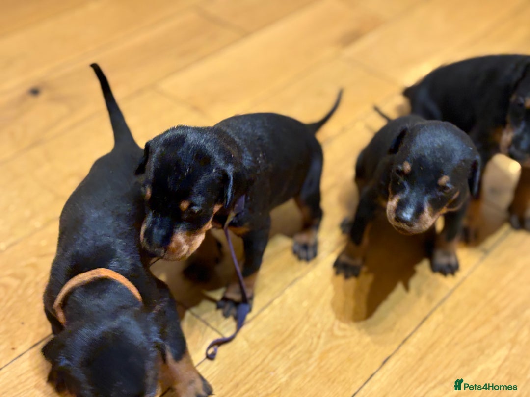 Dobermann dogs for sale: KC Registered Champion-lines Dobermans - Image 23