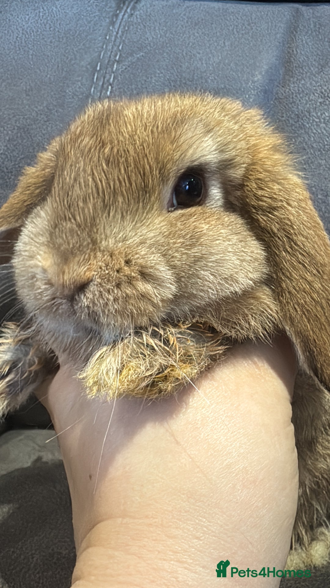 Mini Lop rabbits for sale: Mini Lop bunnies for sale  - Advert 25