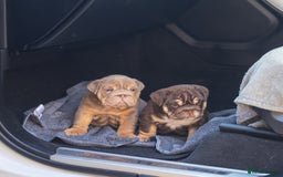 English Bulldog dogs for sale: Top quality English bulldog KC REG - Image 13