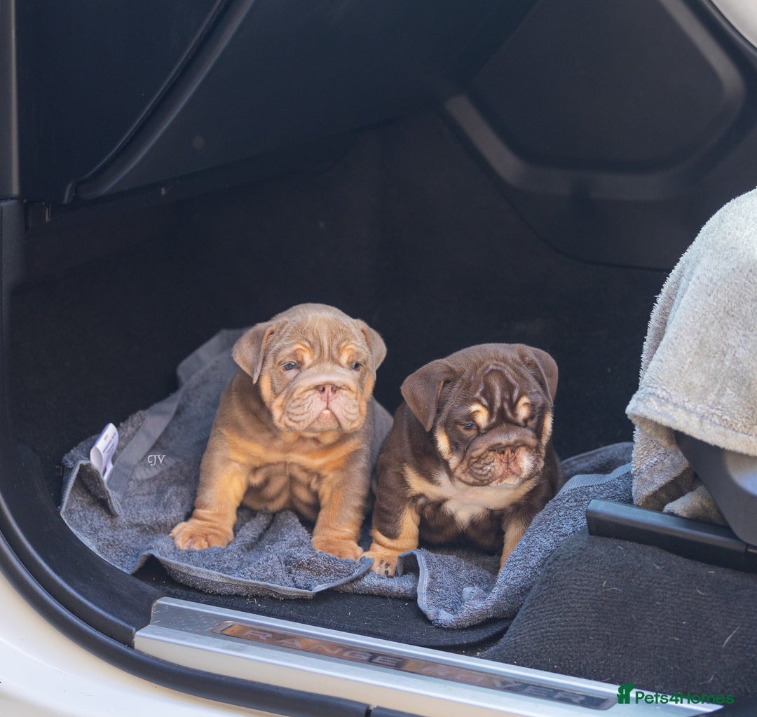 English Bulldog dogs for sale: Top quality English bulldog KC REG - Image 13