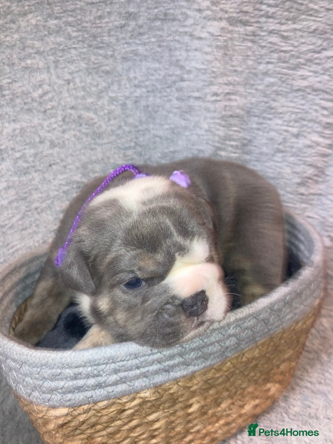 Old Tyme Bulldog dogs for sale: New English bulldogs available  - Image 3