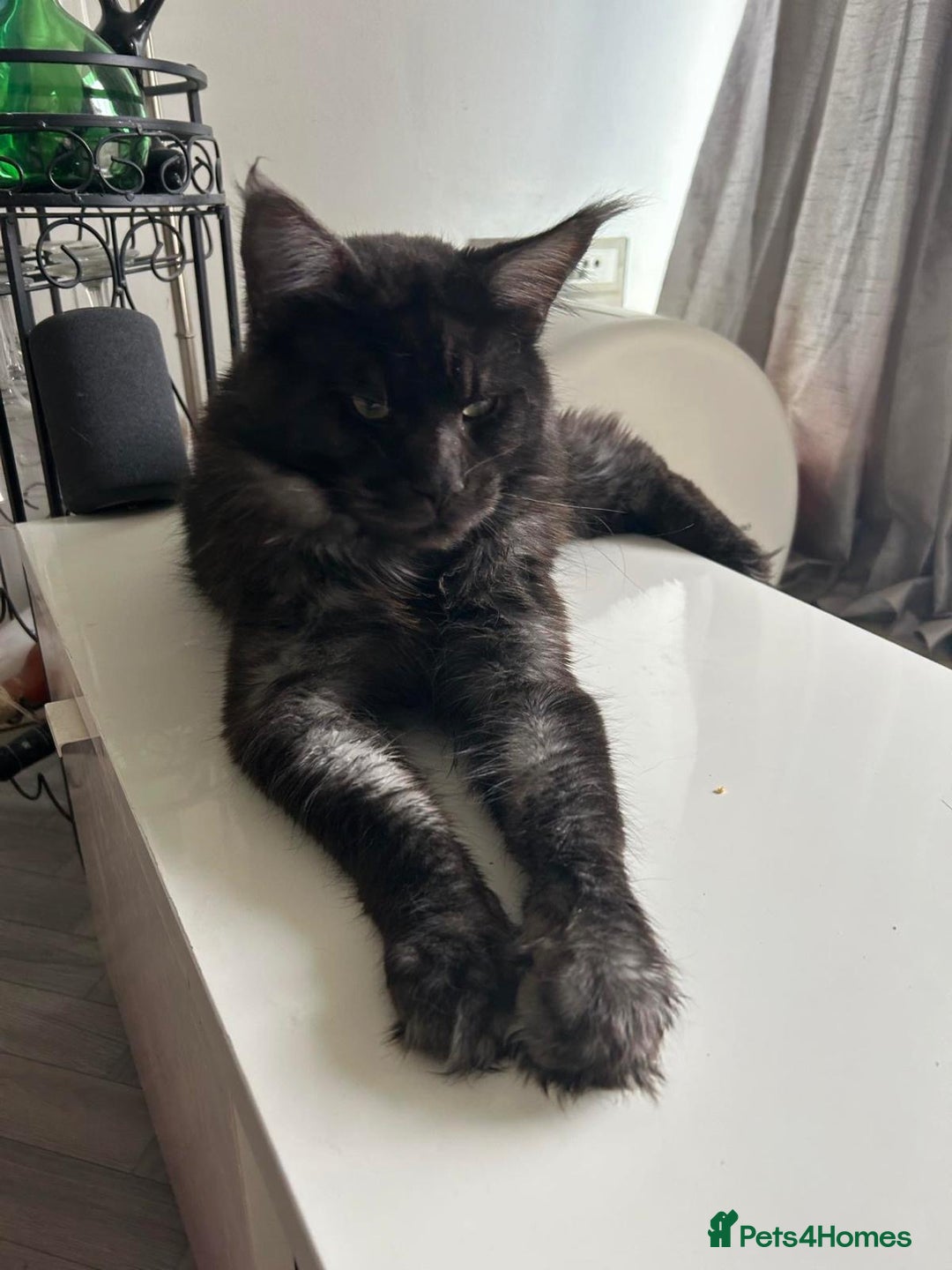Maine Coon cats for sale: Beautiful Full breed Maine Coon GCCF - Image 2