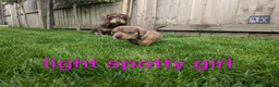 Dachshund dogs for sale: Dachshund pups - Advert 13