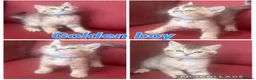 British Shorthair cats for sale: Gorgeous Golden GCCF British shorthairs - Advert 5