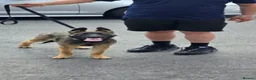 Mixed Breed dogs for sale: German shepard x Belgium malinois  - Advert 4
