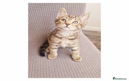British Shorthair cats for sale: Our beautiful 2 !  - Image 1