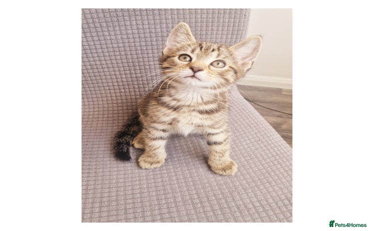 British Shorthair cats - Advert 3