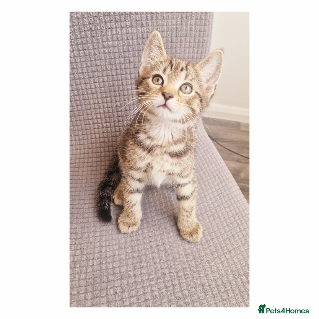 British Shorthair cats for sale: Our beautiful 2 !  - Image 1