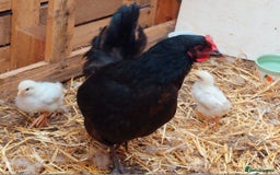 Chickens poultry for sale: Black Maran Hen and 2 Chicks - Image 1