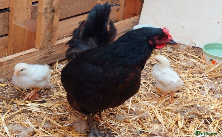 Chickens poultry - Advert 4