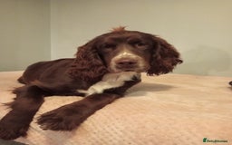 Mixed Breed dogs for sale: Beautiful Clumber spaniel x sprockers  - Image 26