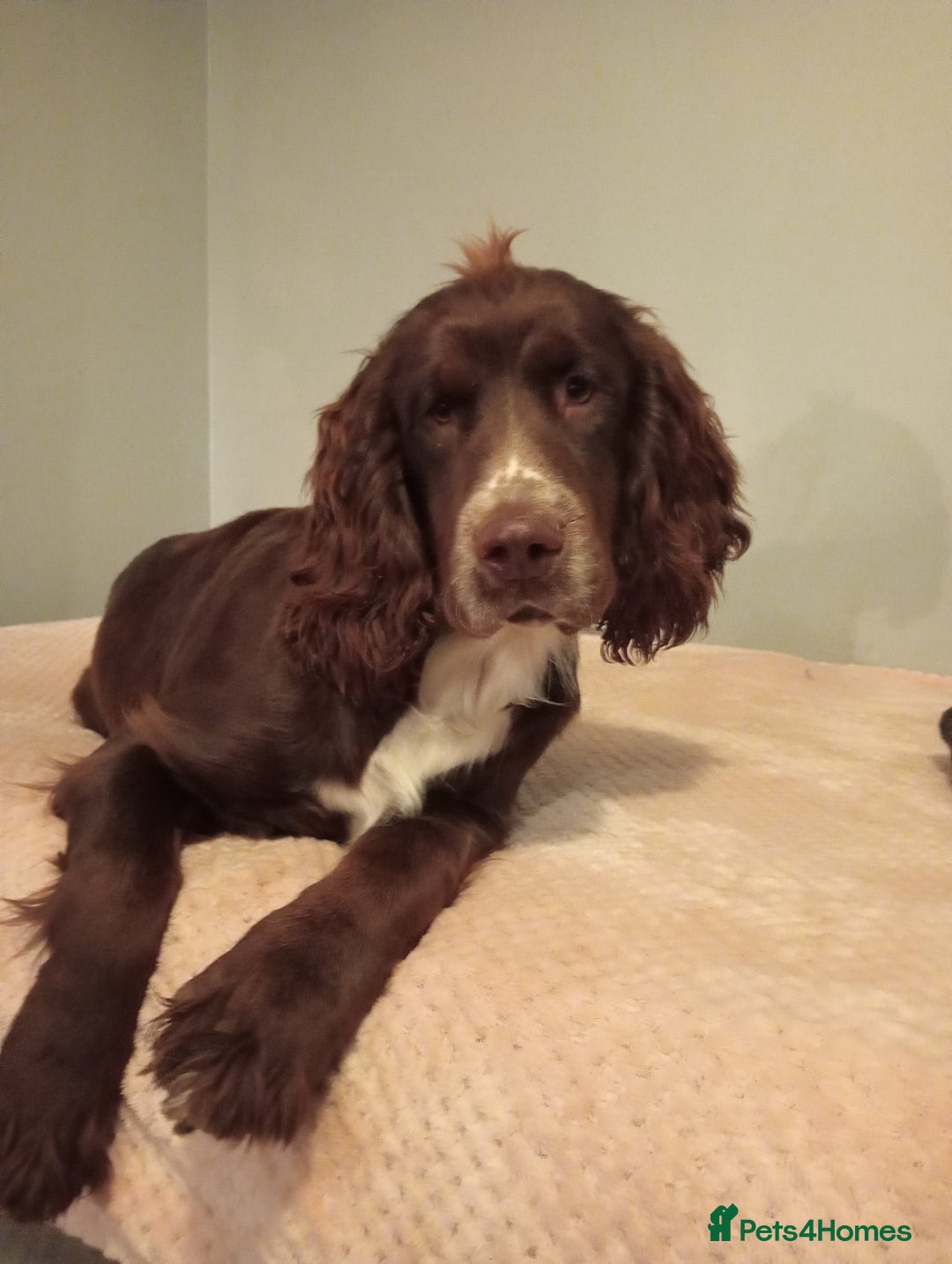 Mixed Breed dogs for sale: Beautiful Clumber spaniel x sprockers  - Image 26