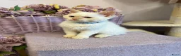 Selkirk Rex cats for sale: Selkirk rex kittens!ONE CURLY KITTEN LEFT! - Advert 5