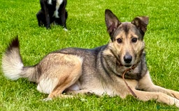 German Shepherd dogs for adoption: Buzz — The Gentle Soul  in West Malling - Image 5