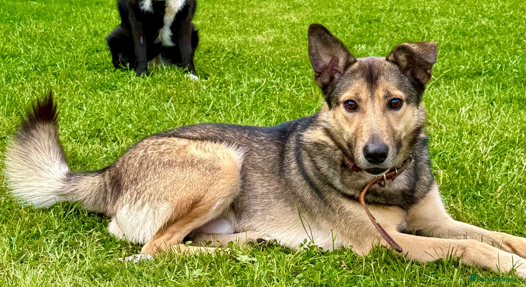 German Shepherd dogs for adoption: Buzz — The Gentle Soul  in West Malling - Image 5