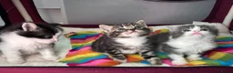Mixed Breed cats for sale: Two kittens avaliable  - Advert 8