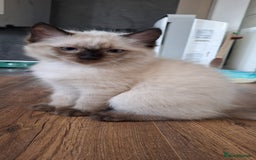 Ragdoll cats for sale: LAST TWO GCCF Ragdolls 1 boy and 1 girl left - Image 15