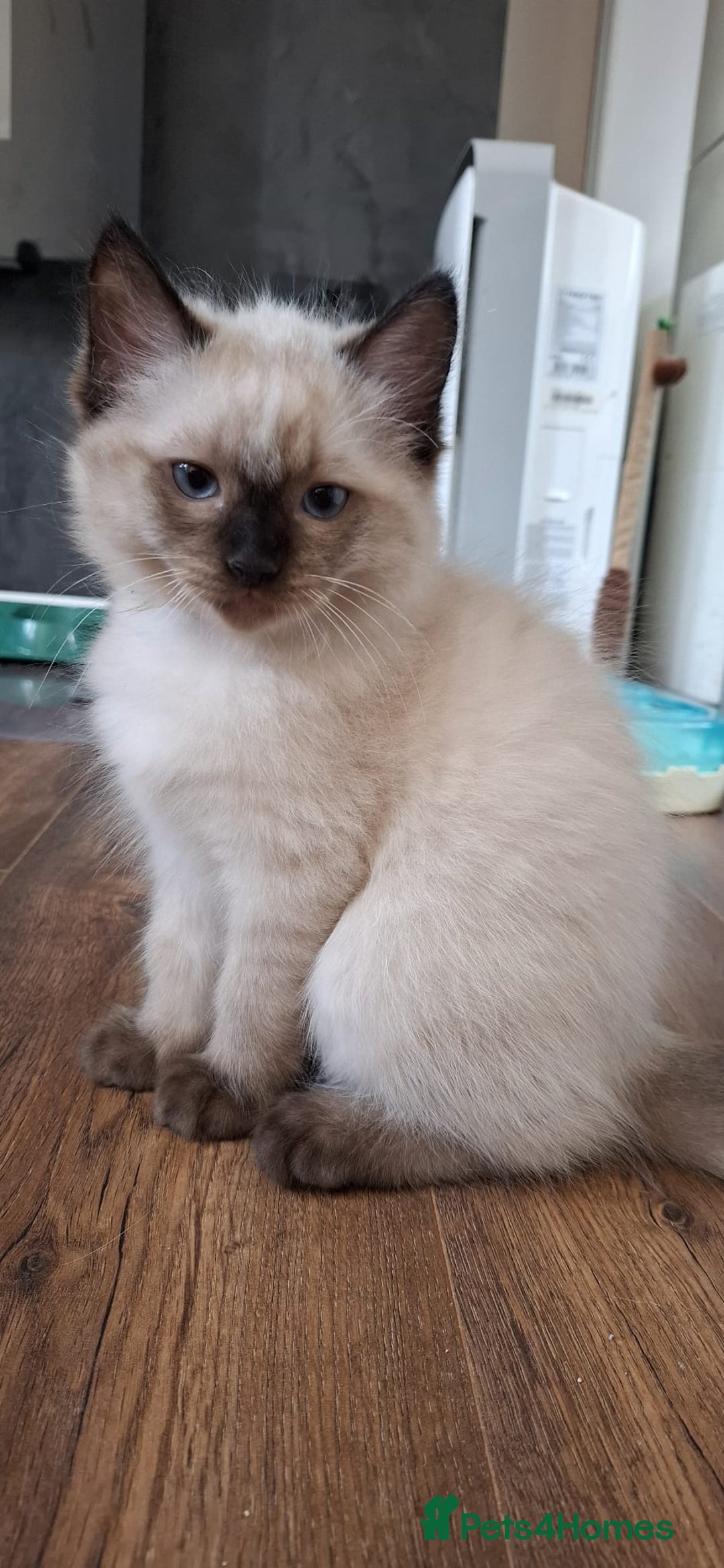 Ragdoll cats for sale: LAST TWO GCCF Ragdolls 1 boy and 1 girl left - Image 15