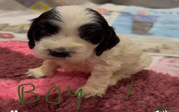Cocker Spaniel dogs for sale: KC show cocker puppies black white boys - Image 1