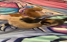 British Shorthair cats for sale: Kittens forsale  - Image 1