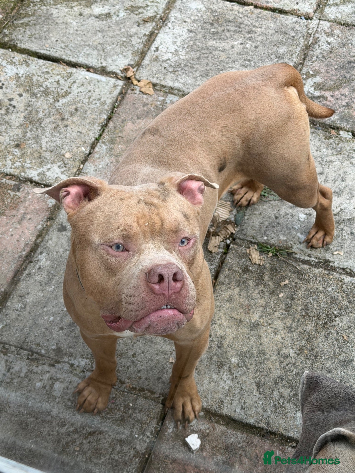 Boerboel dogs 8 month old 3/4 boerboel 1/4 cane corso - Advert 1