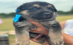 German Shepherd dogs for sale: Short coat straight back German Shepard  in Wolverhampton - Image 27