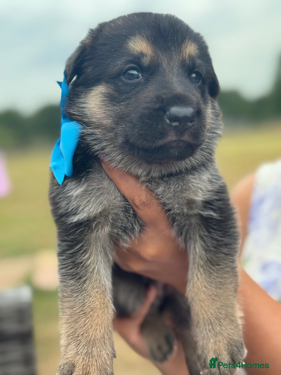 German Shepherd dogs for sale: Short coat straight back German Shepard  in Wolverhampton - Image 27