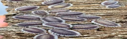 Isopods invertebrates for sale: Isopods for sale in the UK - Advert 6
