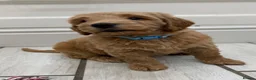Double Doodle dogs for sale: Sunning littler of Australian Double Doodles  - Advert 4