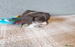 Sproodle dogs for sale: Gorgeous Sproodle Pups. - Image 11