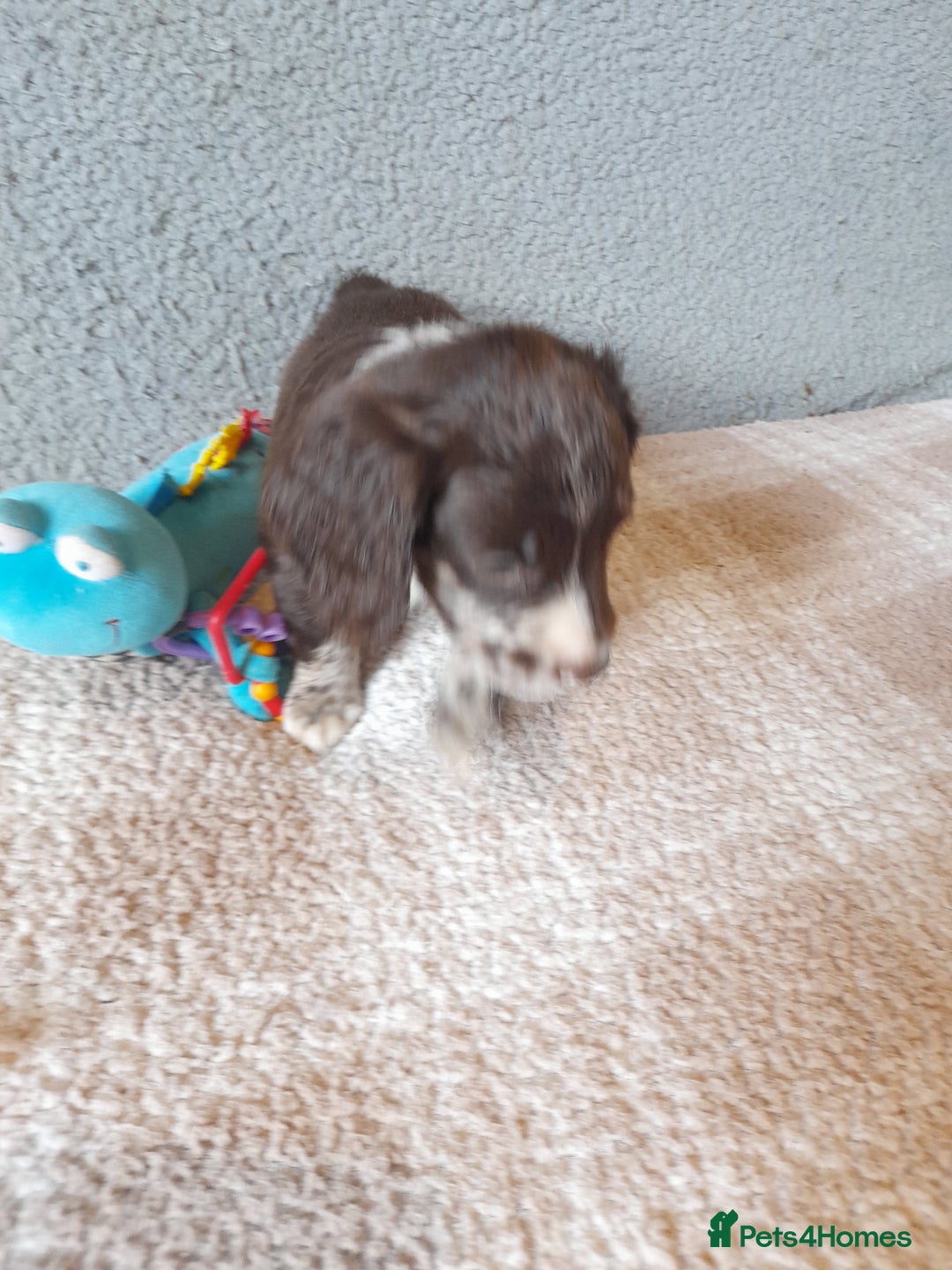 Sproodle dogs for sale: Gorgeous Sproodle Pups. - Image 11