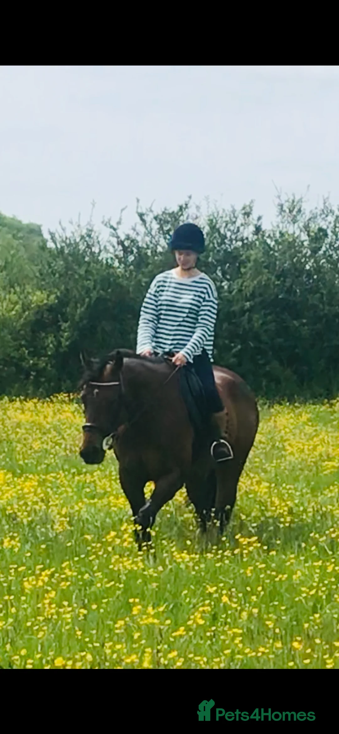 Irish Thoroughbred horses for sale: TB Mare For Sale or Longterm Loan - Advert 2