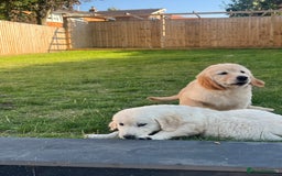 Golden Retriever dogs for sale: Teddy Bear Goldies - Image 11
