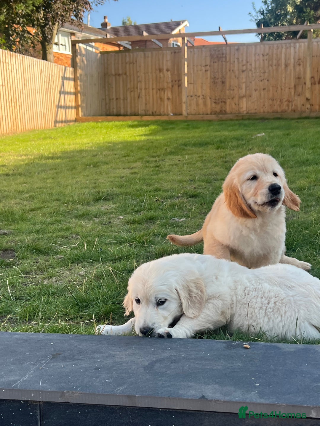 Golden Retriever dogs for sale: Teddy Bear Goldies - Image 11