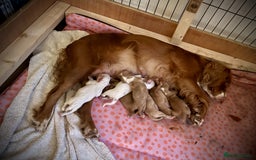 Sprocker dogs for sale: Sprockers For Sale  - Image 7