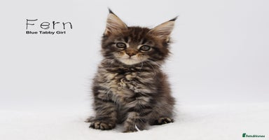 Maine Coon cats - Advert 16