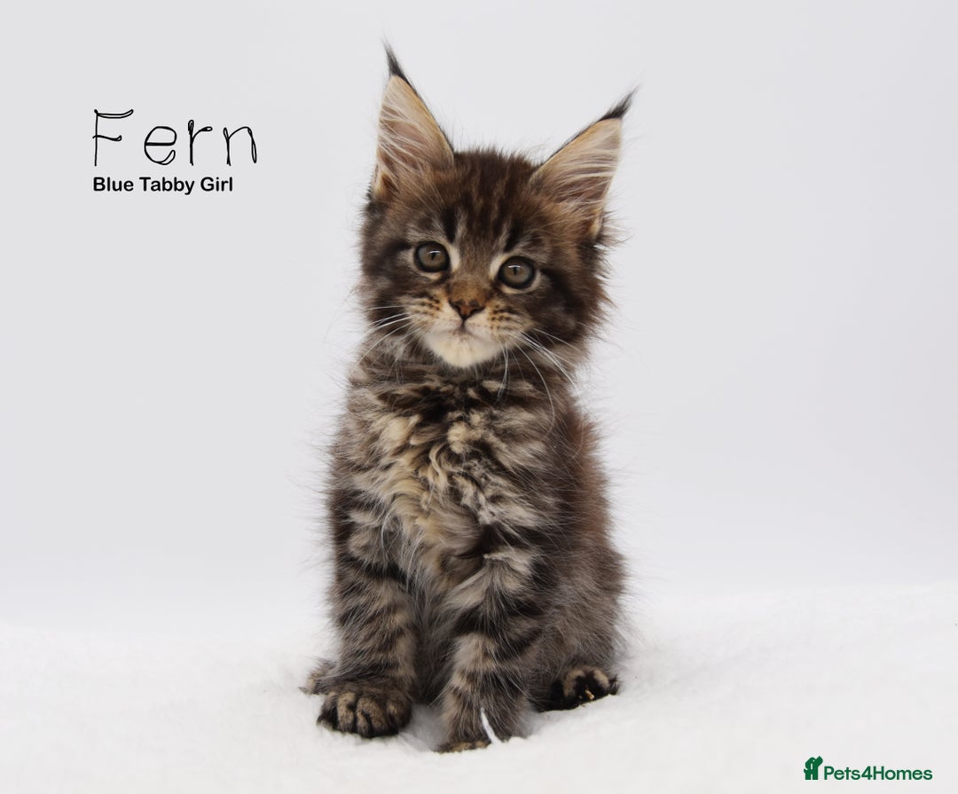 Maine Coon cats for sale: Stunning Mainecoon Kittens  - Image 4