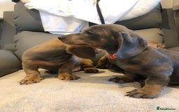 Miniature Dachshund dogs for sale: Miniature dachshunds for sale - Image 4