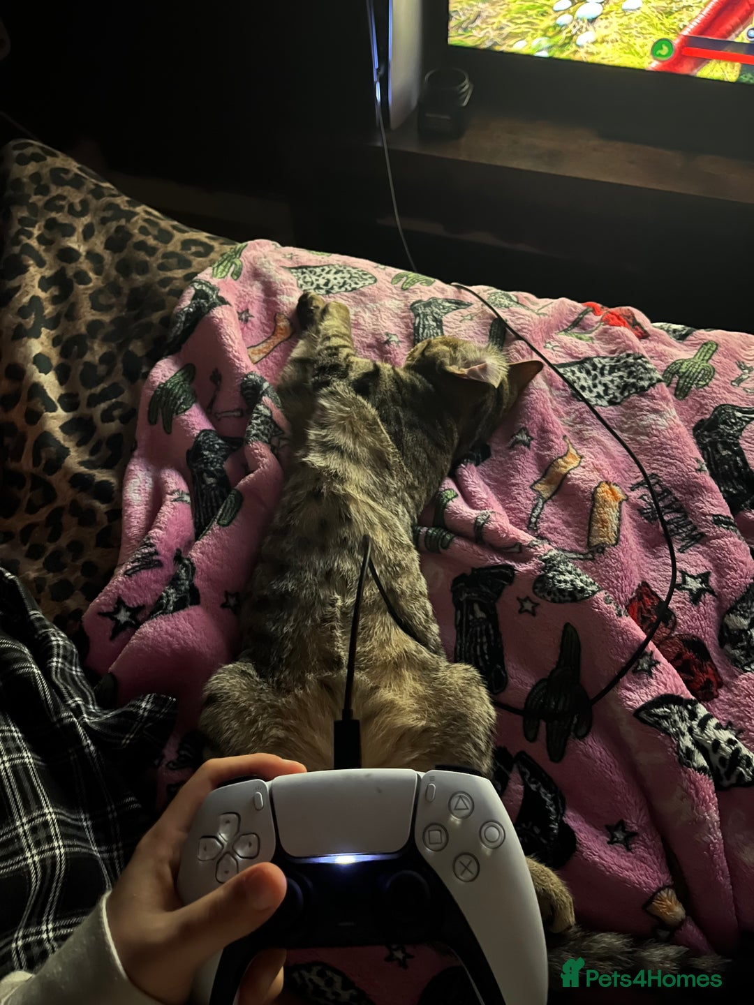Domestic Shorthair cats for sale: Please help me rehome my little baby.  - Image 5