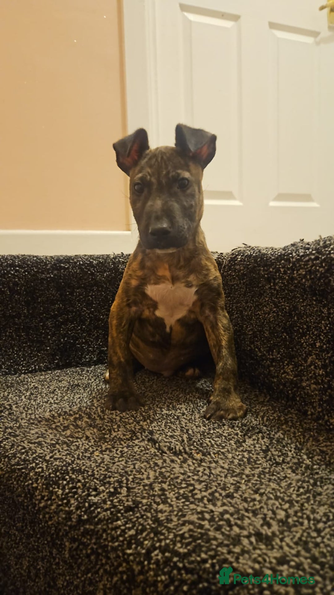 English Bull Terrier dogs for sale: English Bull Terrier Puppies  - Image 4