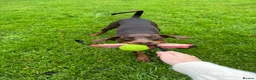Dobermann dogs for sale: Male Doberman  - Advert 2
