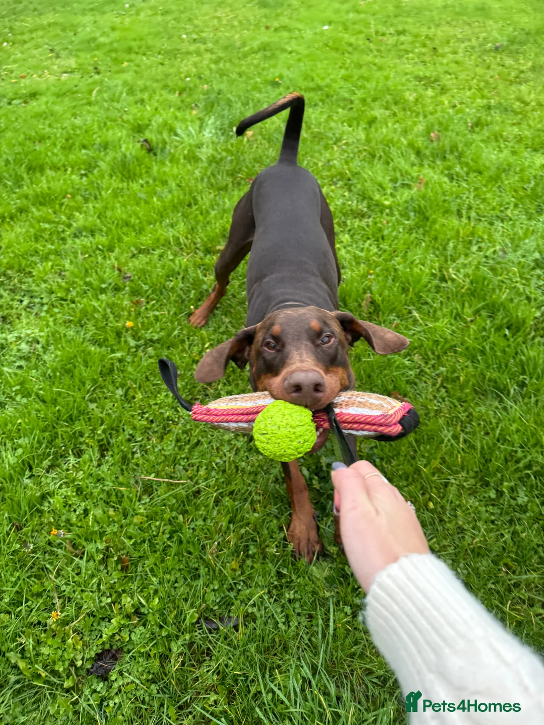 Dobermann dogs for sale: Male Doberman  - Advert 2